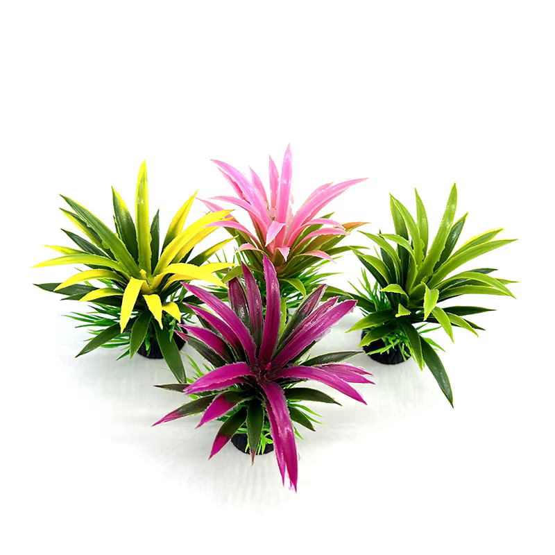 Plantes d'aquarium de petite taille