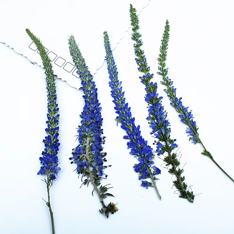 12 pièces, fleurs de lavande de Salvia violet séchées
