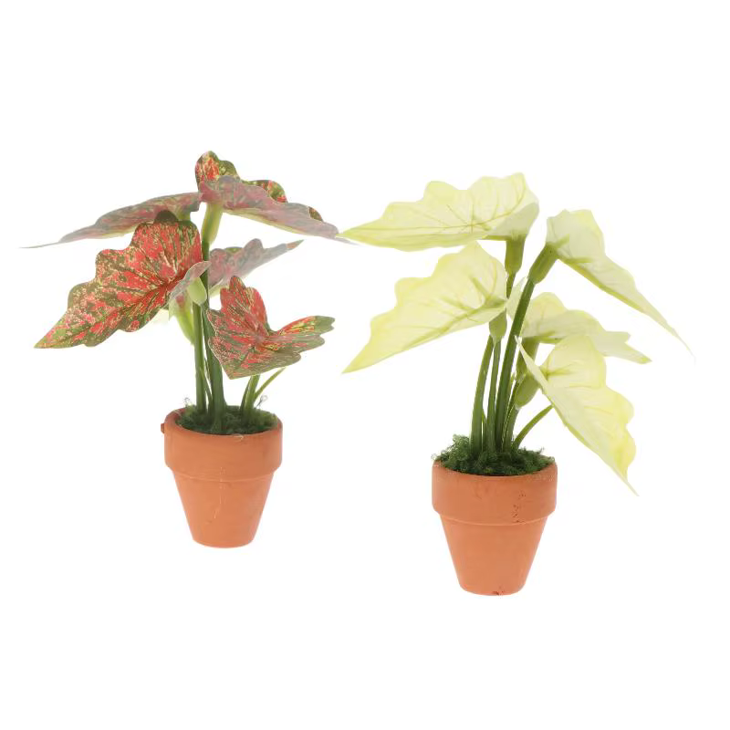 Miniature Plante en Pot Taro Vert Arrière-Plan Tortue