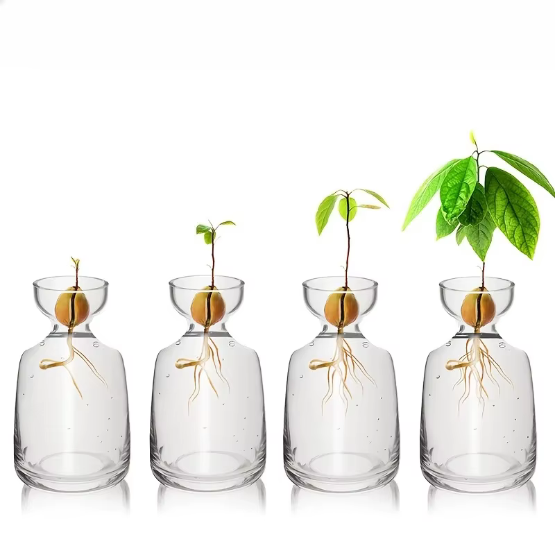 Vase de démarrage de graines d'avocat quatre pièces - Créez votre propre arbre
