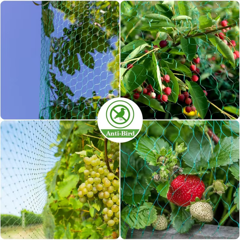 Filets à oiseaux verts pour protéger les plantes