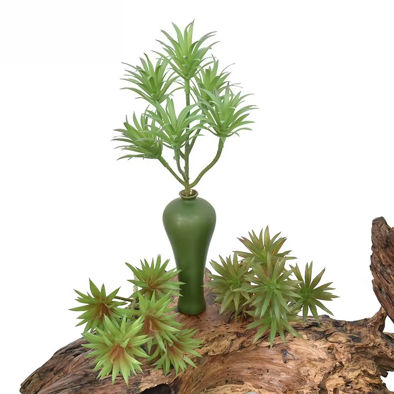 Simulation de plantes vertes du désert tropicaux