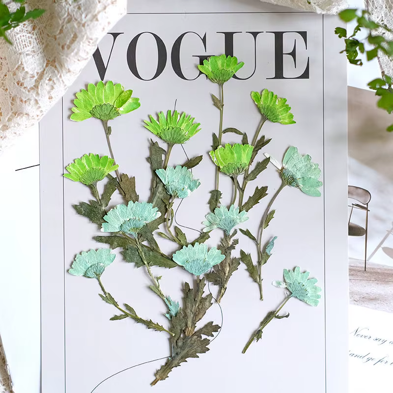 12 pièces, fleurs de chrysanthème séchées