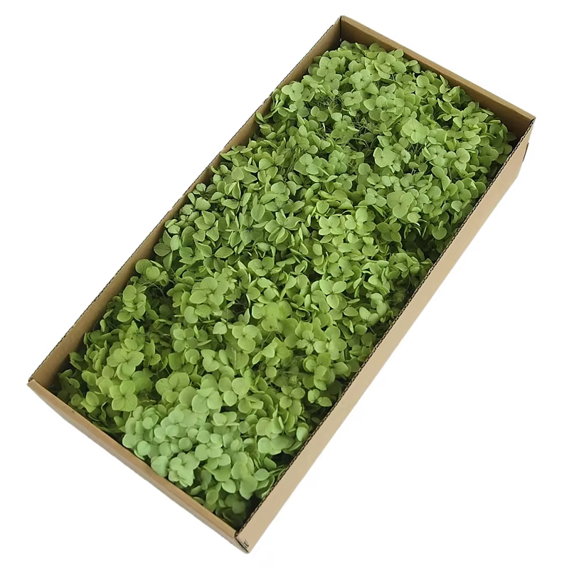 Pétales d'hortensia Anna de qualité