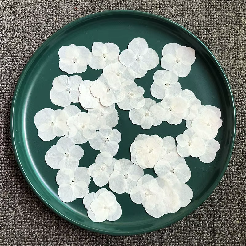 60 pièces de fleurs d'hortensia macrophylla séchées pressées