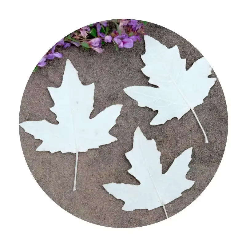 Feuilles de peuplier pressées naturelles