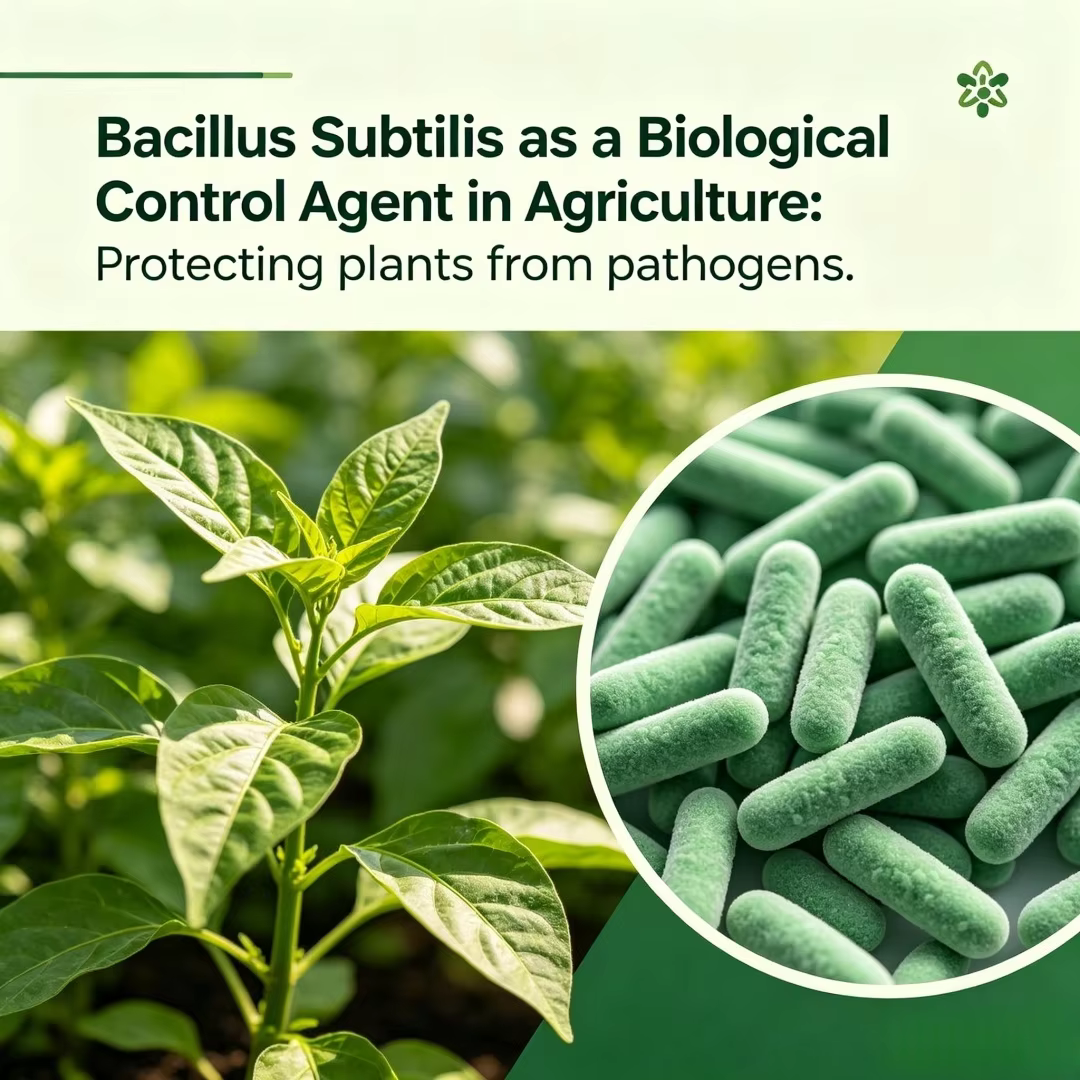 Bacillus subtilis de haute pureté pour la croissance des plantes