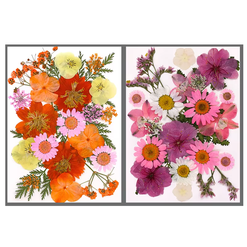 Fleur séchée pour bricolage