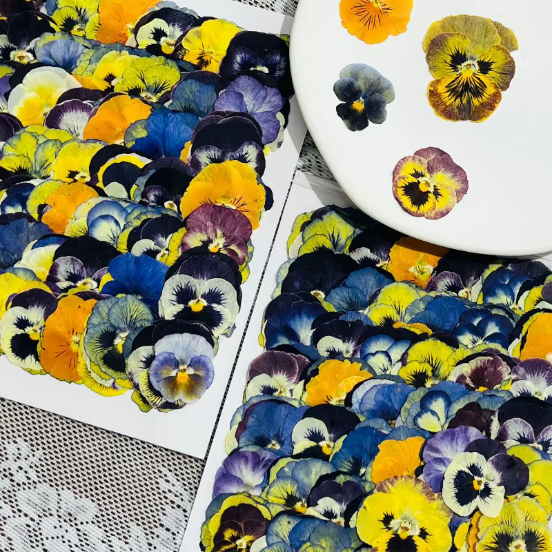 Fleurs séchées pressées pour l'art en résine