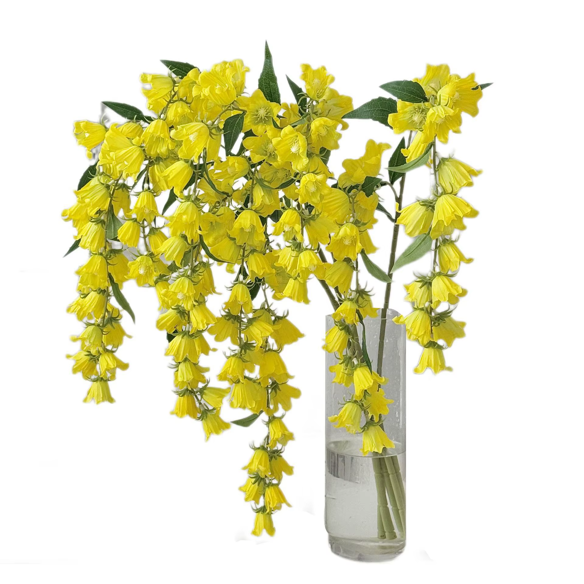 Fleurs de glycine, fleurs de muguet