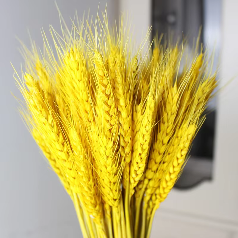 Tiges de blé séchées naturelles