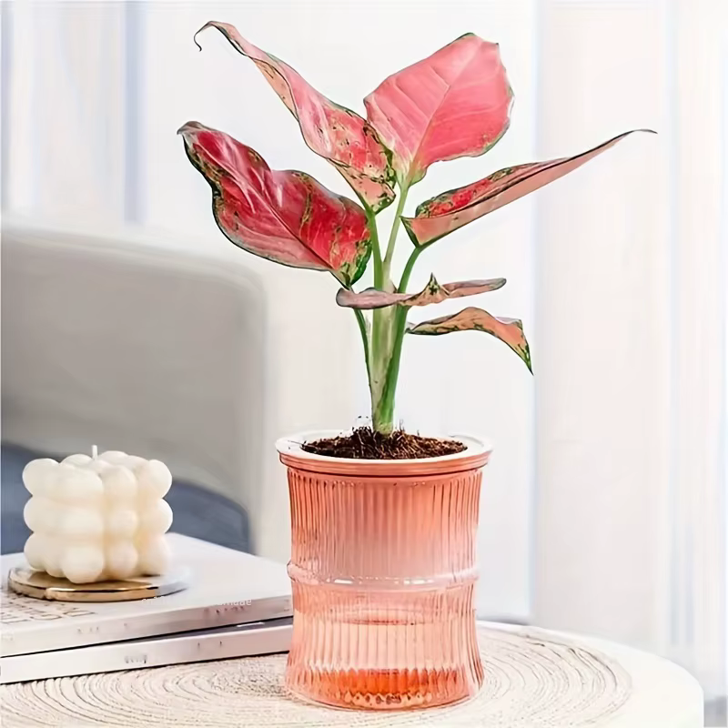 Pot de Fleurs en Plastique Transparent à Double Couche à Absorption d'Eau existent