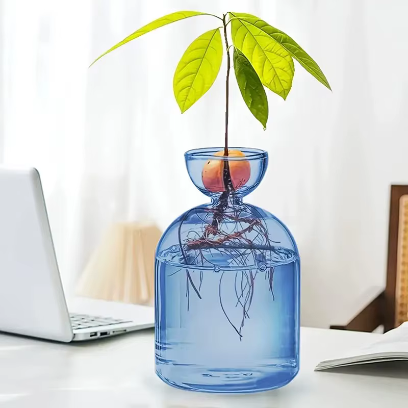 Vase hydroponique Transparent coloré d'avocat