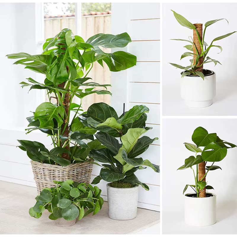 Poteau de soutien en fibre de coco pour plantes grimpantes
