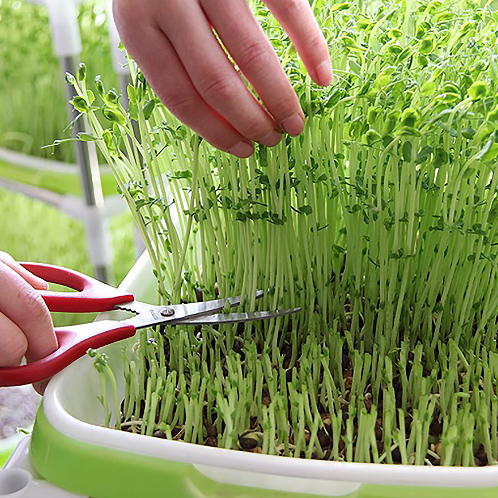 Kit de germination sans sol pour les cadres de germination