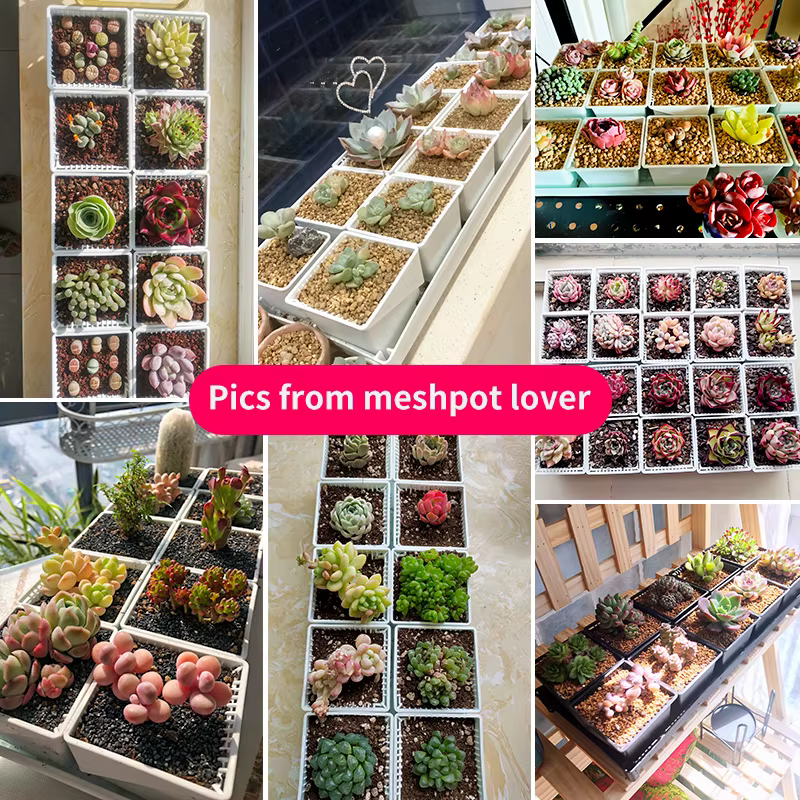 Meshpot-Pot carré pour plantes succulentes avec trous d'air