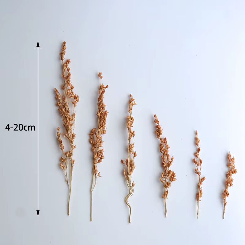 10g/Coloré Fleurs de maïs séchées blanchies