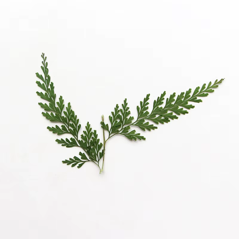 Nature PMurcia Fern Branches