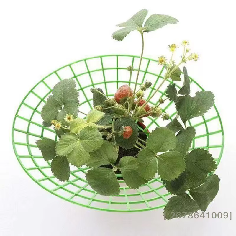 ⚑ Support pour plantes de fraises avec pieds