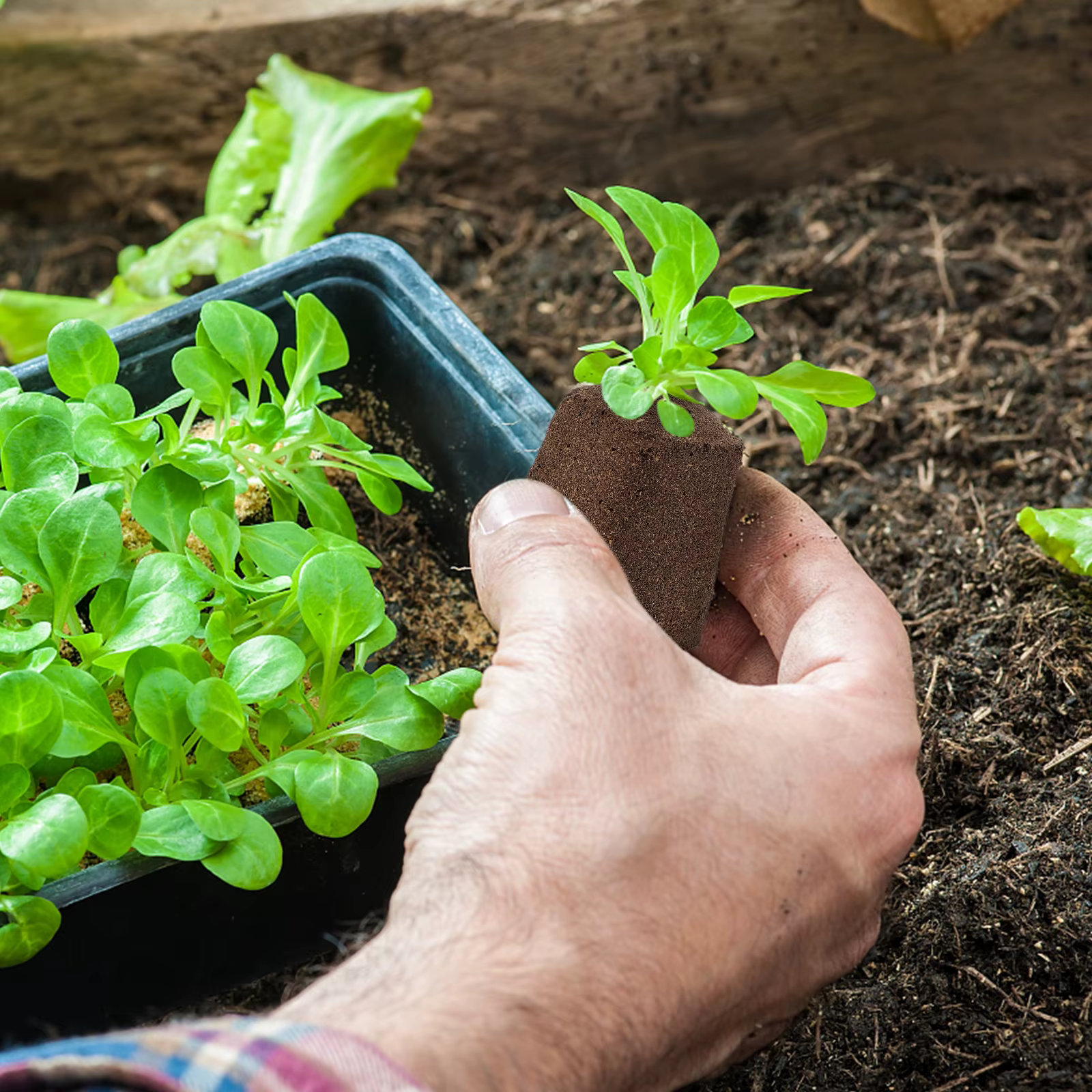 Blocs de nutriments pour plantes de pépinière