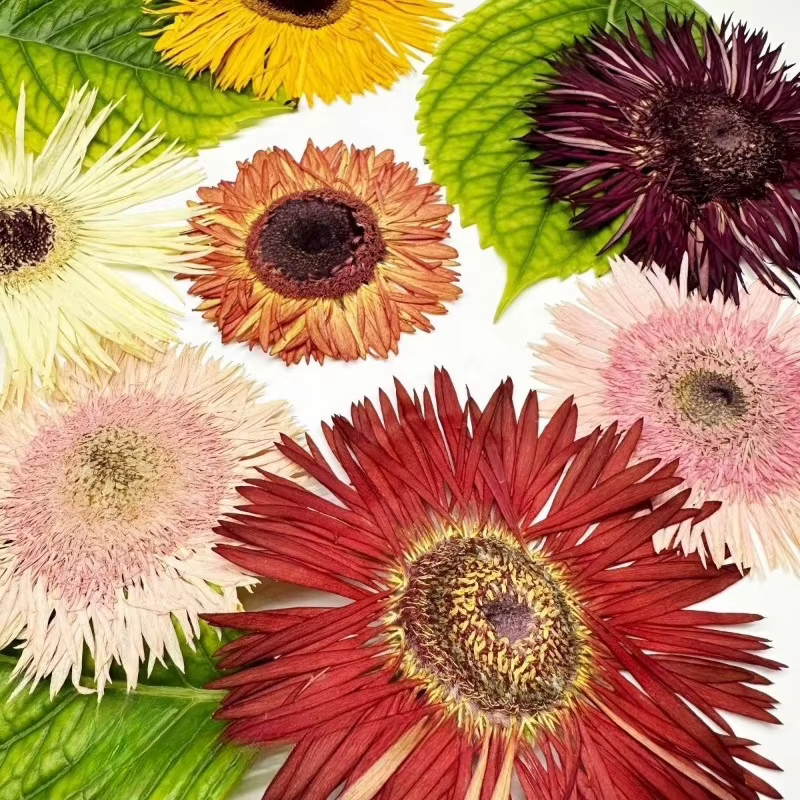 1 pièce, Kit d'artisanat de fleurs de gerbera séchées