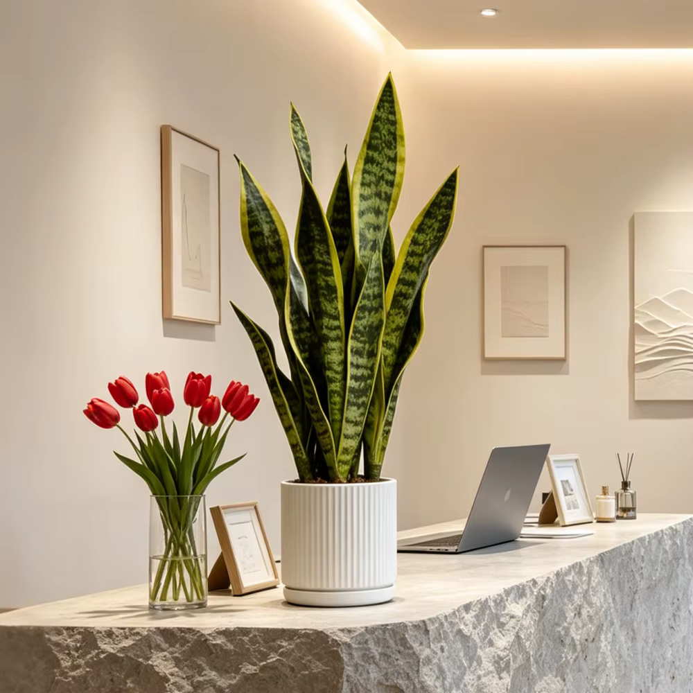 Plantes artificielles Sansevieria 31/37cm