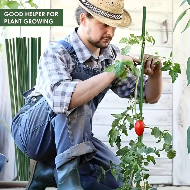 Nouvelles tiges de soutien pour plantes de tomates - robustes et durables