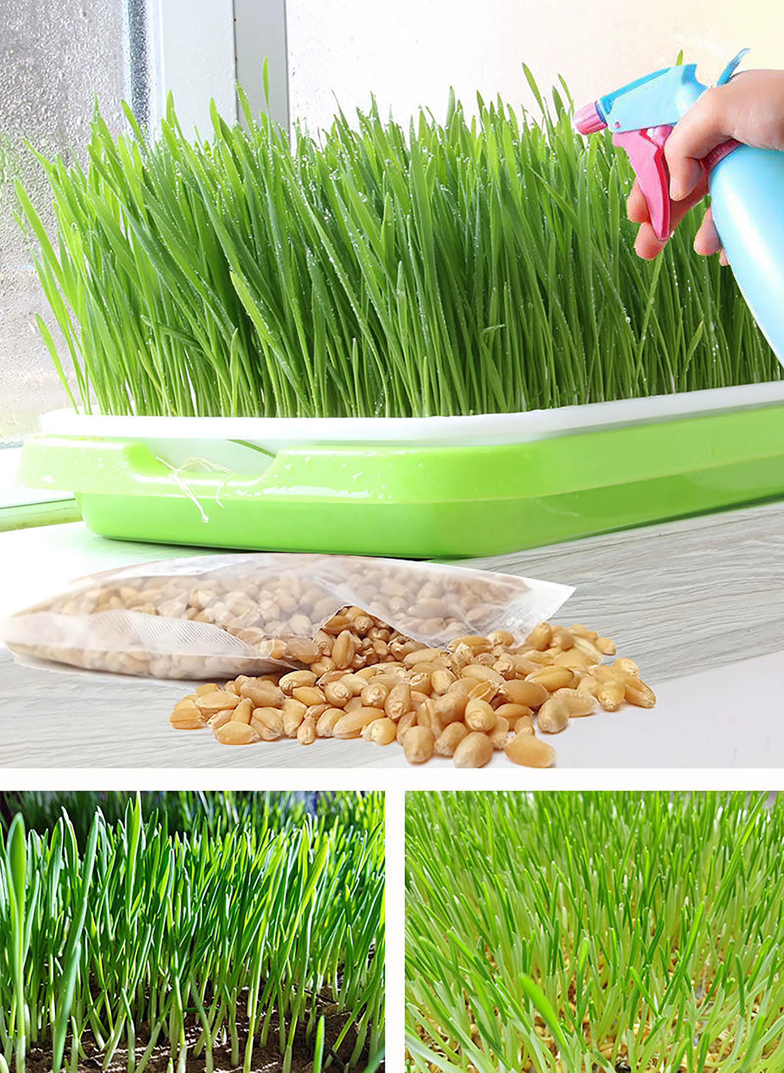 Plateau de germination