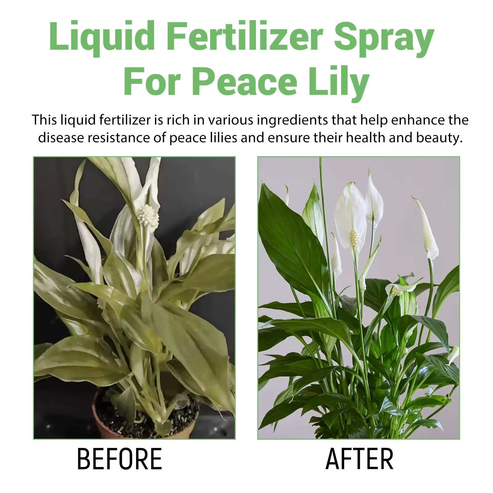 Engrais liquide pour plantes de jardin hydroponiques