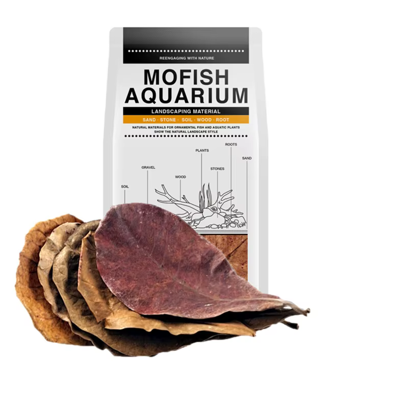 Feuilles Catappa naturelles