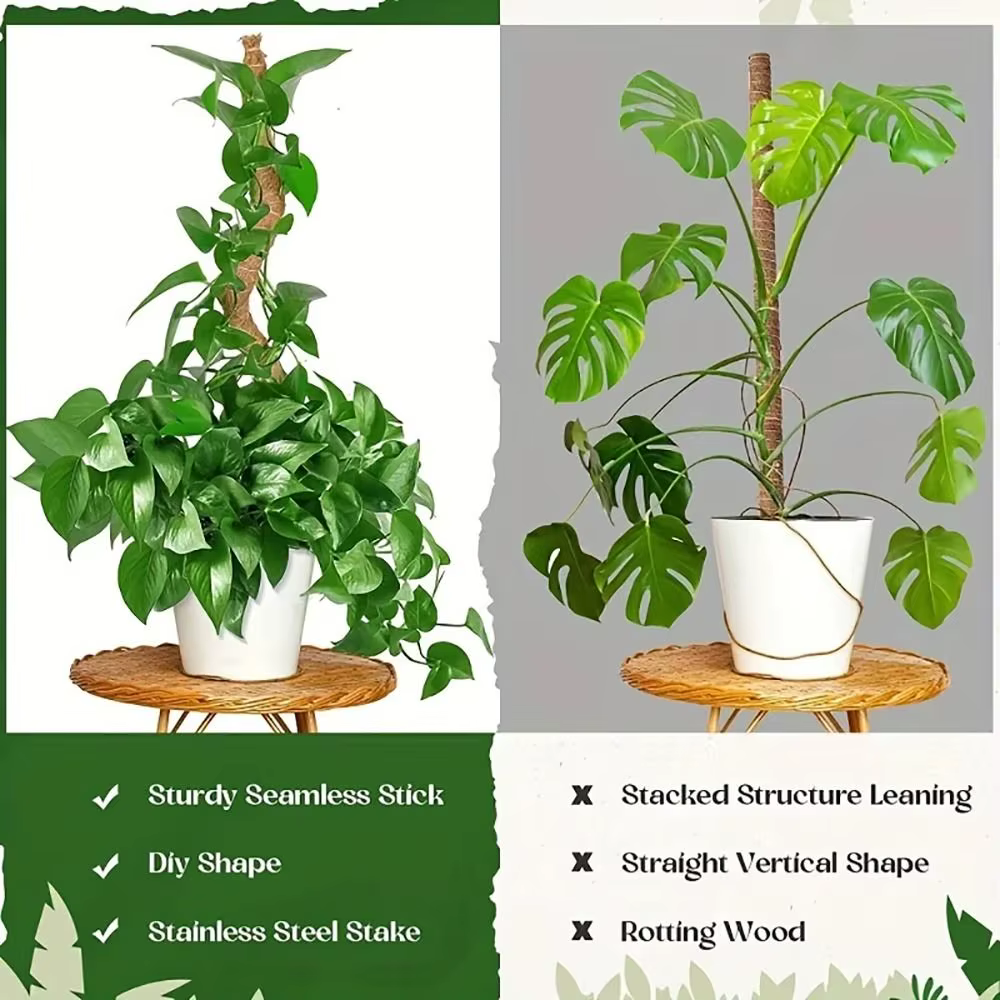 Canne à palmier pliable pour plantes grimpantes
