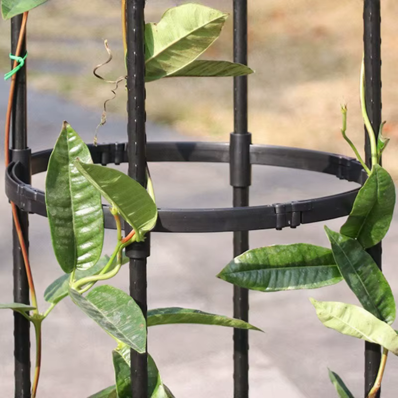 Cadre de Support pour Plantes Grimpantes en Treillis