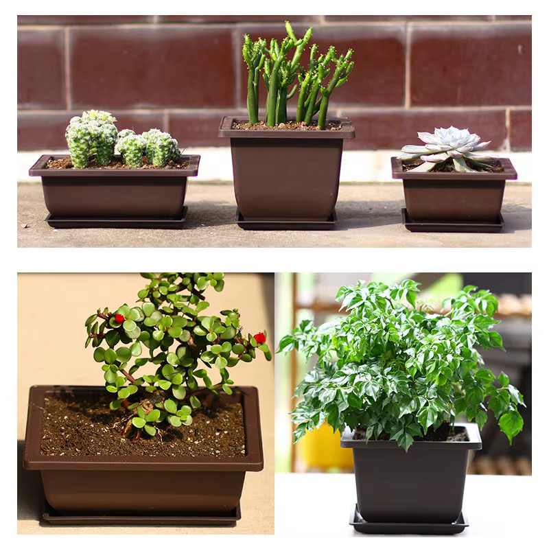 Pots d'entraînement avec escalade Pot de plantes bonsaï en plastique