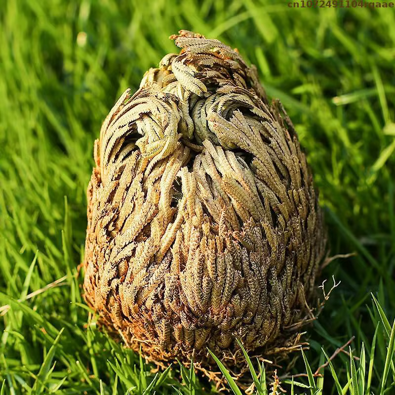 Jericho – boules de Selaginella Tamariscina séchées en Rose naturelle