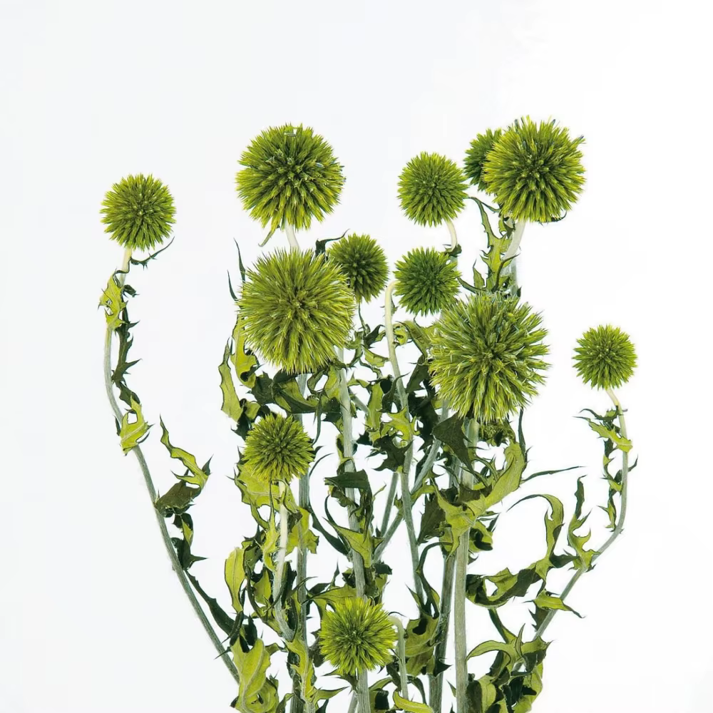 Bouquet de Fleurs vaccées Naturelles de Style Nordique