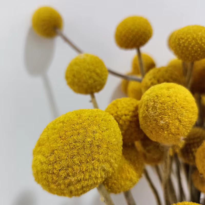 Bouquet de fleurs séchées naturelles Craspedia jaunes