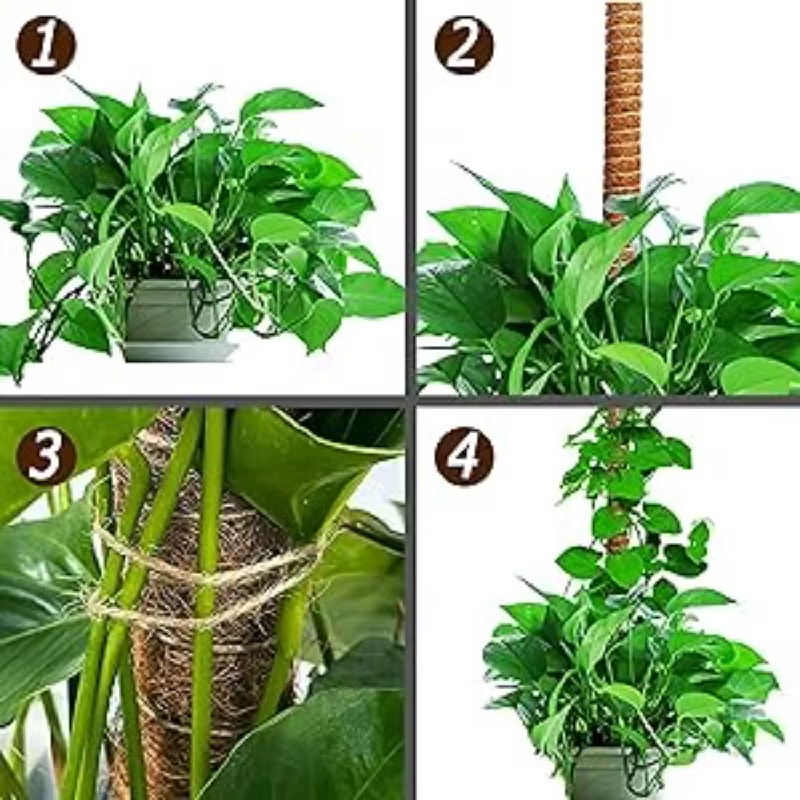 Poteau d'escalade pour plantes