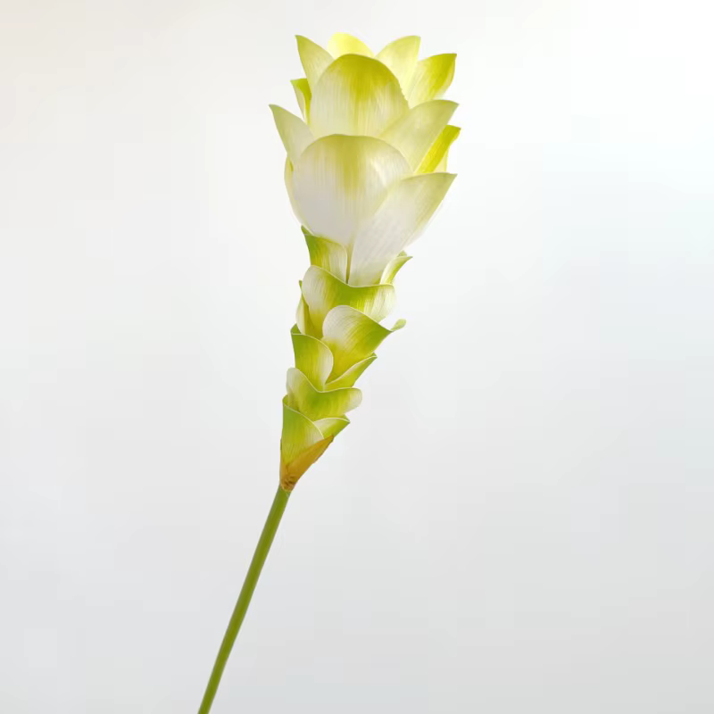 Simulation de fleur de gingembre dégradée