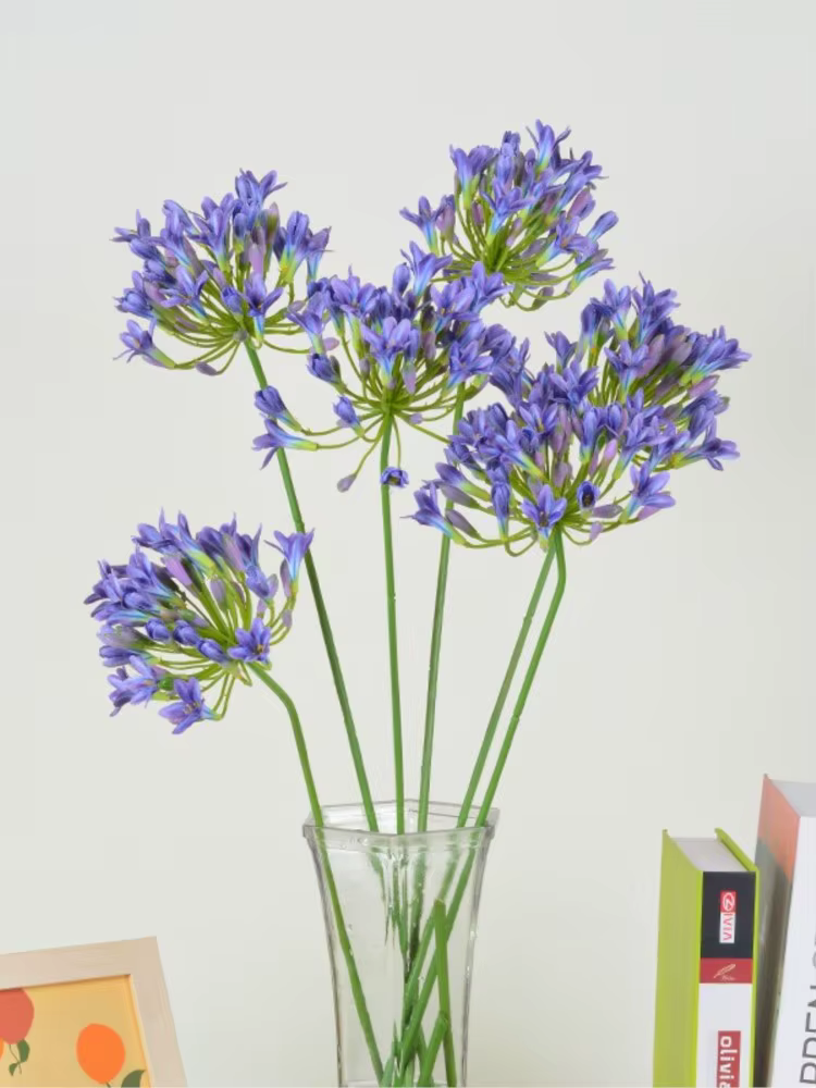 Branche d'agapanthus africaine de luxe