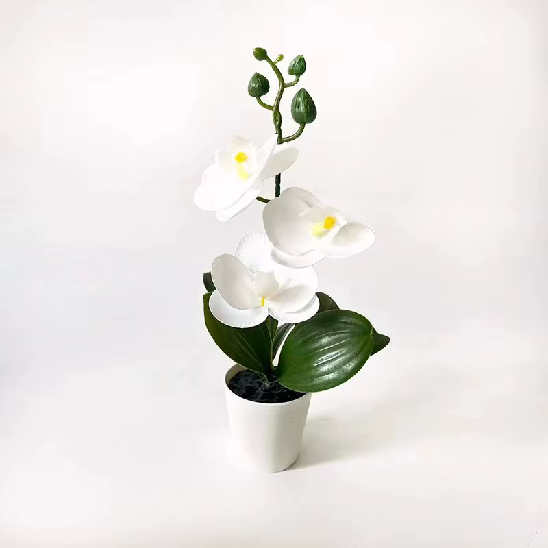 Mini orchidée papillon en pot avec 3 fleurs
