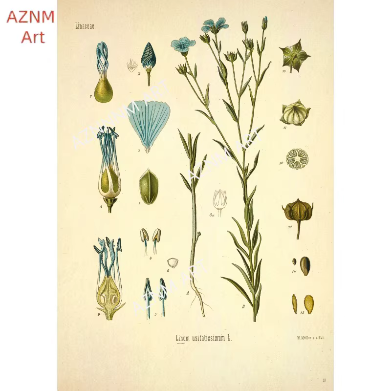 Affiches d'impression de jardin de fleurs botaniques vintage