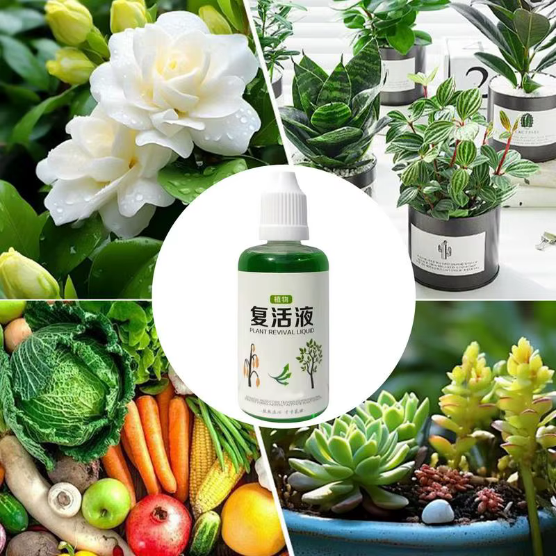 Agent d'enracinement succulent 50ml