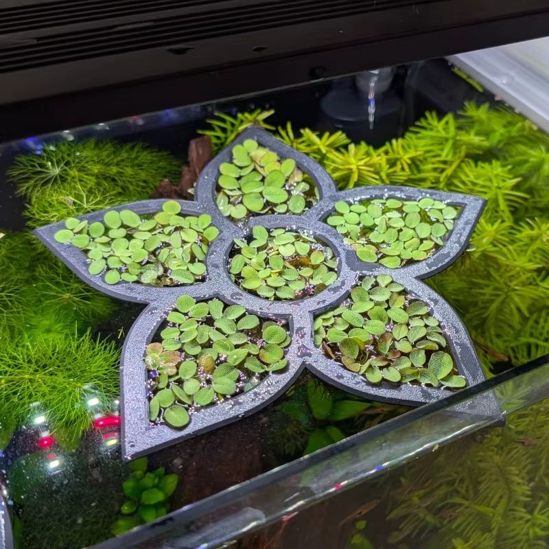 Anneau flottant en forme de fleur pour la croissance des plantes aquatiques en aquarium