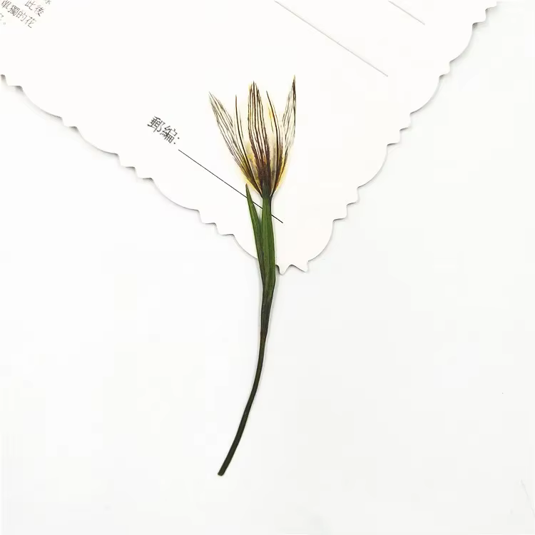 Petites fleurs naturelles de lys séchées