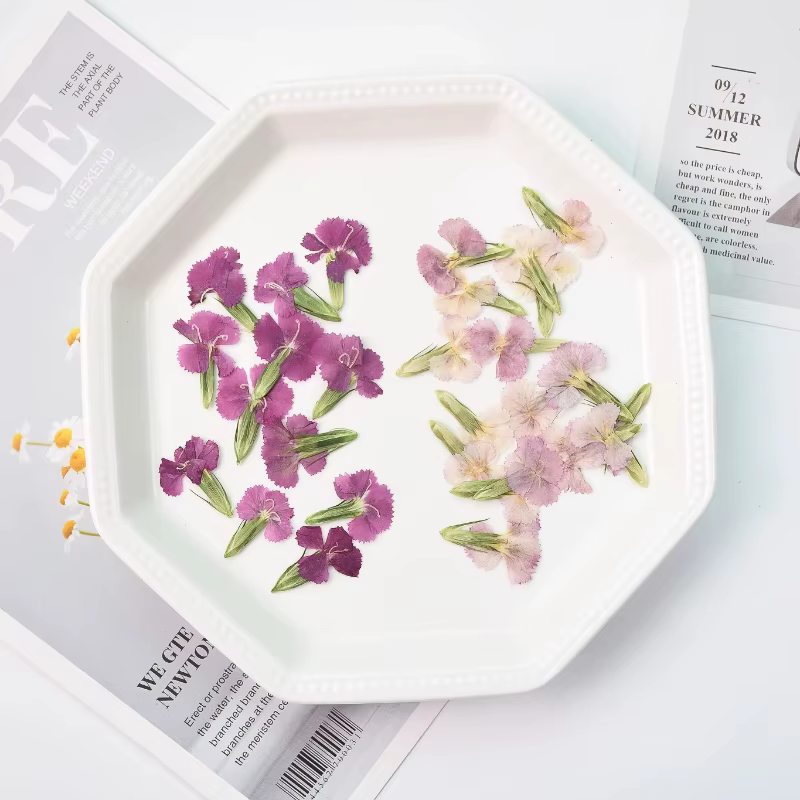 24 pièces/2-3CM, œillet naturel fleur séchée en relief acacia prune vraie