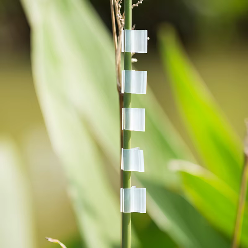 Clips de greffage de plantes