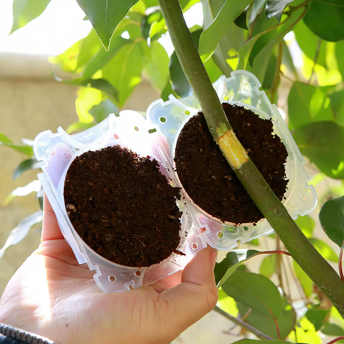 Boule d'enracinement pour plantes
