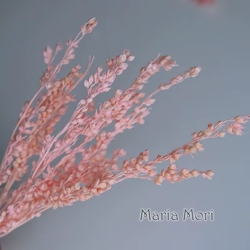 10g/Coloré Fleurs de maïs séchées blanchies