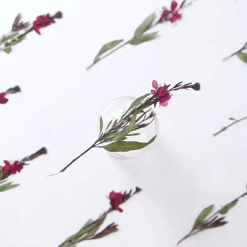 Branches de Gaura pressées séchées naturelles