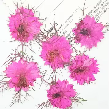 Fleurs pressées naturelles